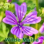 Futterpflanze: Wilde Malve (Malva sylvestris)