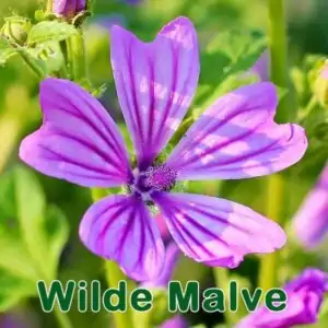 Futterpflanze: Wilde Malve (Malva sylvestris)