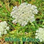 Futterpflanze: Wilde Möhre (Daucus carota subsp. carota)
