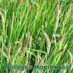 Süßgras: Wolliges Honiggras (Holcus lanatus)