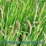 Süßgras: Wolliges Honiggras (Holcus lanatus)