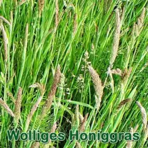 Süßgras: Wolliges Honiggras (Holcus lanatus)