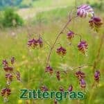 Süßgras: Mittleres Zittergras (Briza media)