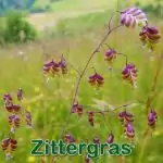 Süßgras: Mittleres Zittergras (Briza media)