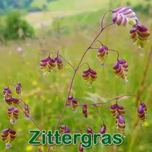 Süßgras: Mittleres Zittergras (Briza media)