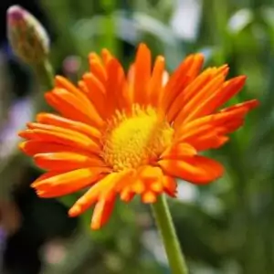Blüte der Ringelblume