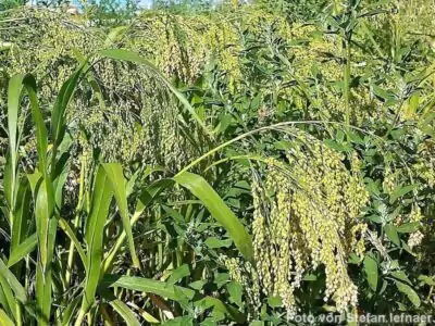 Rispenhirse, Platahirse, Silberhirse, weiße und gelbe Hirse