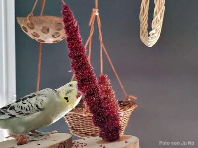 Roter Amaranth mit Welli