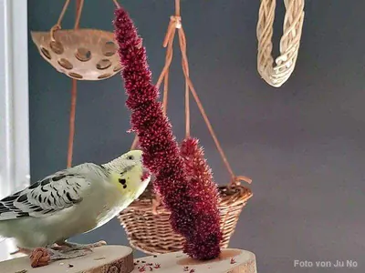 Roter Amaranth mit Welli