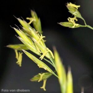 Blüte des Rot-Schwingel