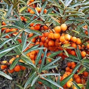 Früchte des Sandorns