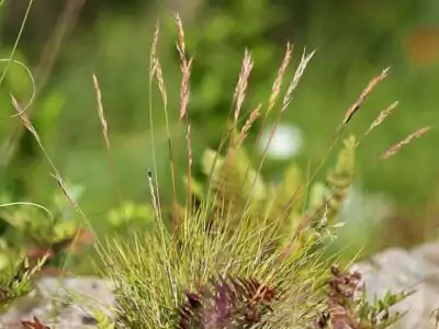 Schafschwingel