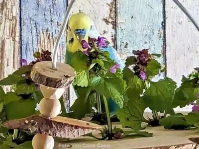 Wellensittich knabbert an Blüten der Taubnessel
