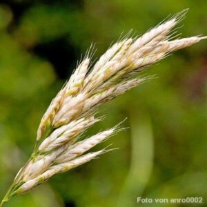 Samen der Weichen Trespe