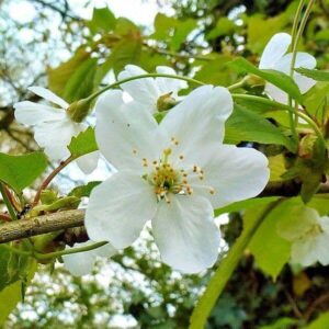 Vogelkirsche - Blüte