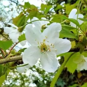 Blüte der Vogelkirsche