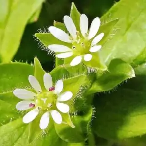 Blüten der Vogelmiere