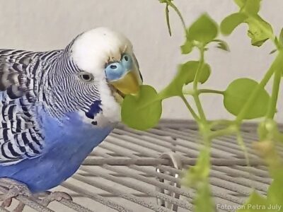 Wellensittich knabbert an Vogelmiere