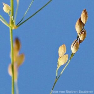 Samen des Wald-Flattergras