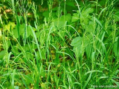 Wald-Flattergras