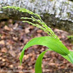 Rispen des Wald-Flattergrases