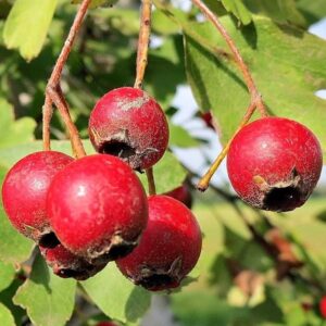 Fr&uuml;chte des Wei&szlig;dorns