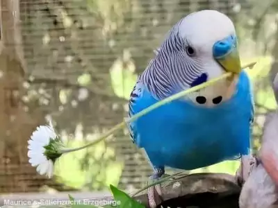 Welli mit Gänseblümchen