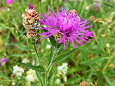 Wiesen-Flockenblume