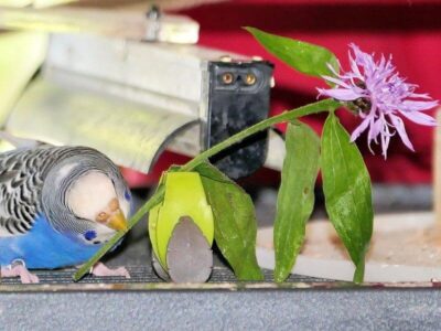 Wiesen-Flockenblume mit Jule
