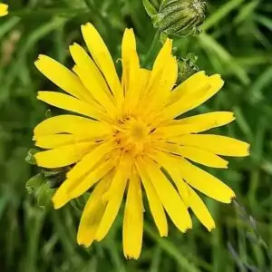 Blüte des Wiesen-Pippau