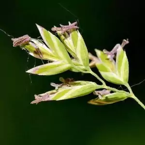 Blüten des Rispengrases