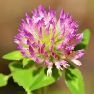 Blüte des Wiesen-Klees