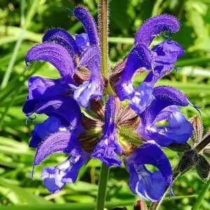 Blüten des Wiesensalbei
