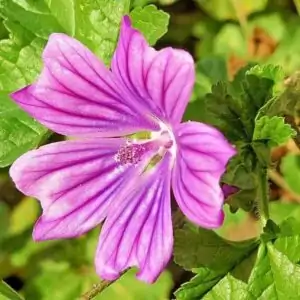Blüte der Malve