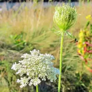 Blüte der Wilden Möhre