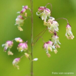 Blüten des Mittleren Zittergrases