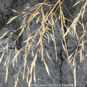 Samen der Drahtschmiele