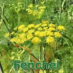 Futterpflanze: Fenchel (Foeniculum vulgare)