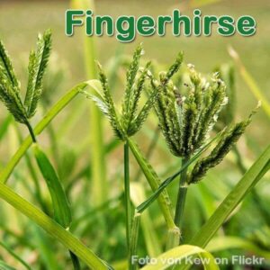 Fingerhirse