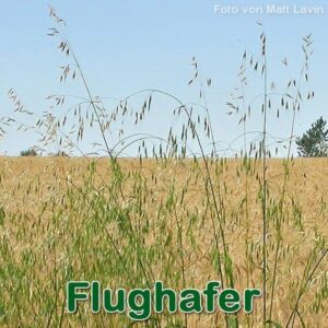 Flughafer