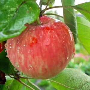 Frucht des Apfelbaumes