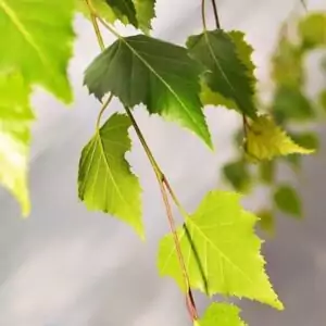Blätter der Birke