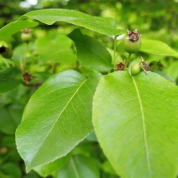Blätter  des Birnbaumes