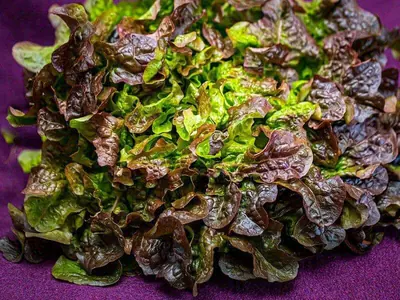 Pflücksalat