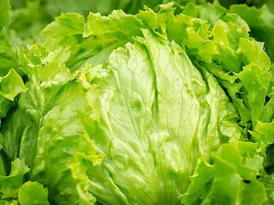 Eisbergsalat