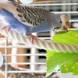 Wellensittich knabbert am Haselnussblatt