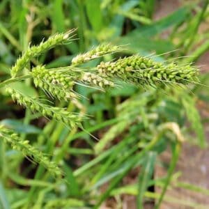 Ähren der Hühnerhirse