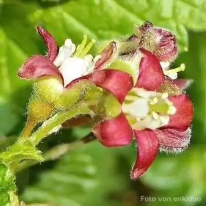 Blüten der Jostabeere