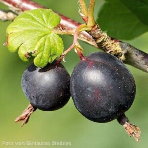 Frucht der Jostabeere