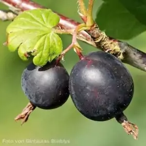 Früchte der Joastabeere